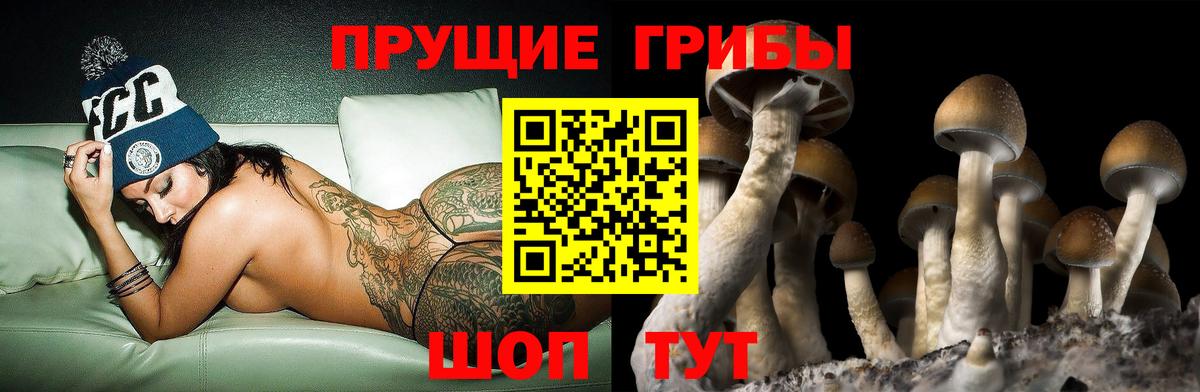 Псилоцибиновые грибы Psilocybe  Вход с VPN  Кириши 